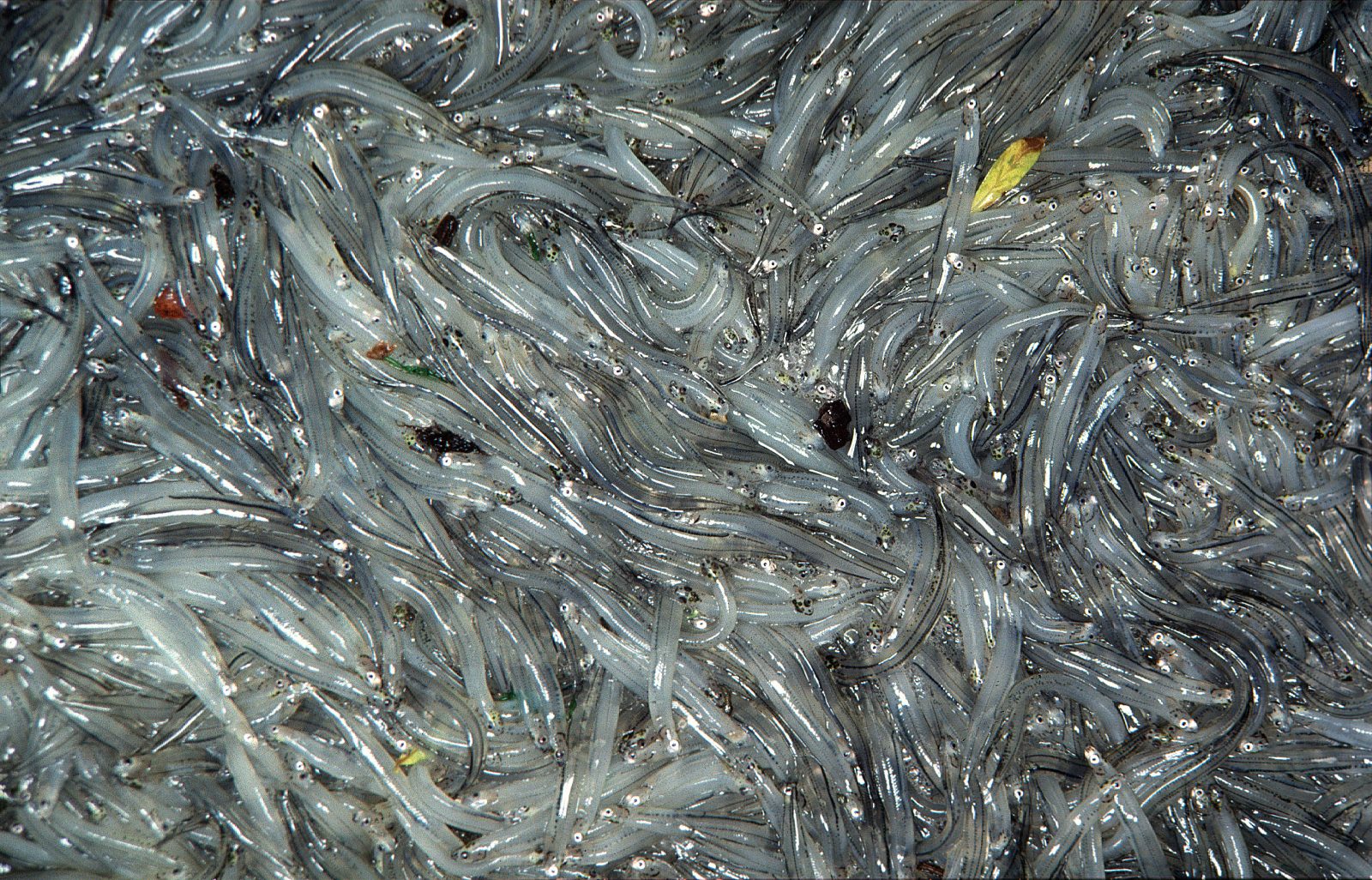 whitebait
